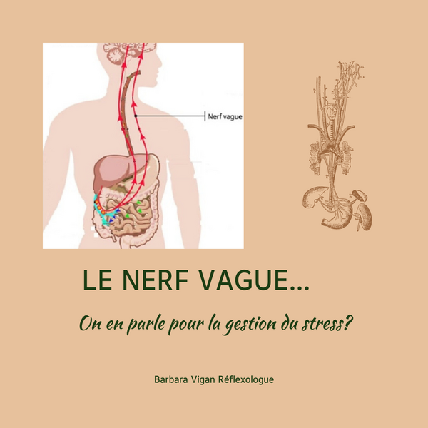 Le Le Nerf Vague : votre allié inattendu pour la gestion du stress