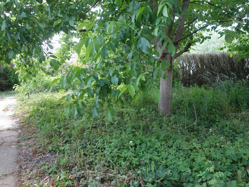 manom_jardin_a_l_ombre_d_un_noyer