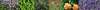 yutz_vegetaux_massif_aromatiques_fleuri