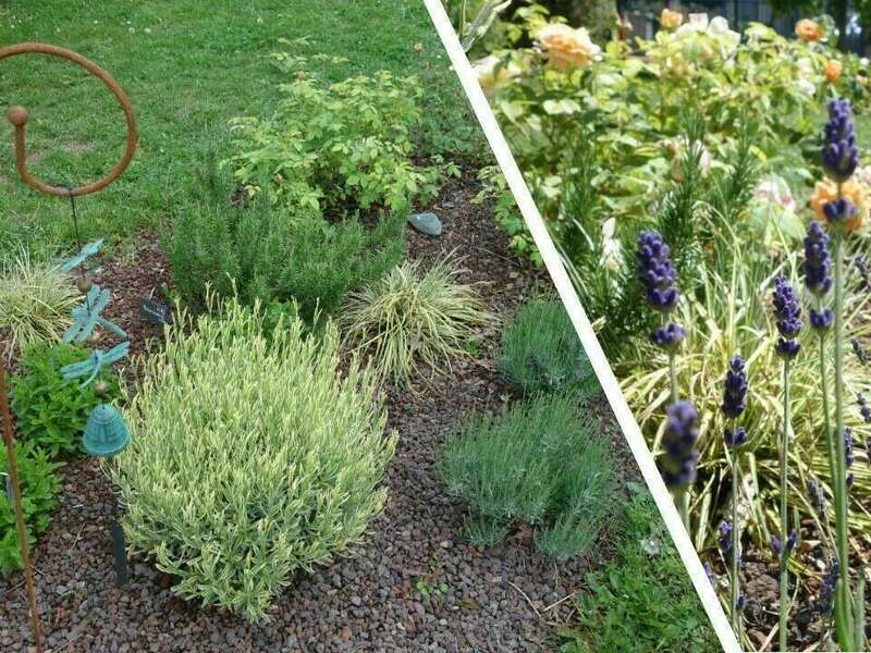 yutz_massif_aromatique_jardin_fleuri