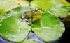 5-nenuphar-et-grenouille