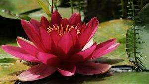 nenuphar jardin paysagiste bassin thionville