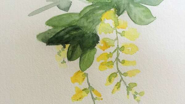 cytise de mon jardin paysager en moselle