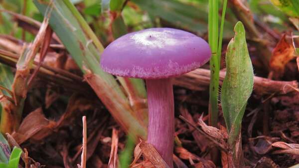 idée insolite nature bio jardin paysagiste ijardinr