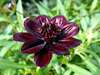 Fleur cosmos chocolat