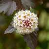 physocarpus diabolo arbuste de haie de jardin