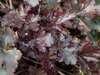 heuchera marron persistante