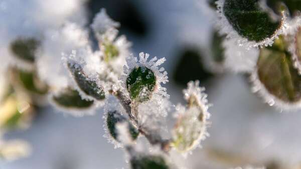 comment protéger les plantes en hiver neige et gel