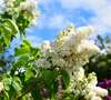 Lilas commun blanc Mme Lemoine