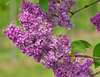 Lilas commun violet Belle de Nancy
