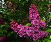 Lilas commun original rose pourpre
