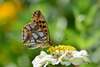 comment faire un jardin fruitier et attirer les oiseaux et les papillons