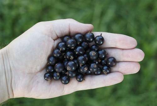 mon arthrose, selon de Dr Luc Bodin dans Alternative Santé, 7 avril 2015