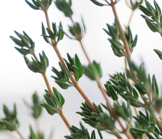 Le Thym , l'allié des frimats