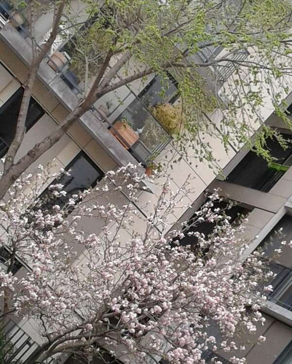 Le printemps, saison du foie, sa diététique.