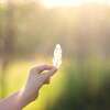mains en position de reiki sur un animal et une personne