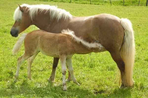 LE LAIT DE JUMENT: UN LAIT TRES PROCHE DU LAIT MATERNEL