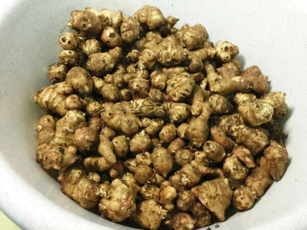 LES FRUITS ET LEGUMES DE SAISON-NOVEMBRE. Zoom sur Le Topinambour !