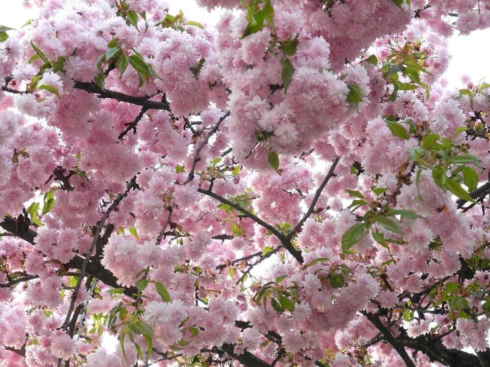 Newsletter Avril 2017