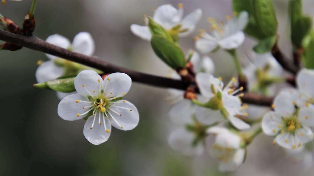 Newsletter mai 2019