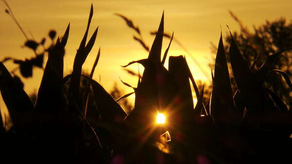 A la lueur du ressenti