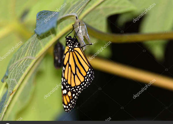 Un souffle printanier