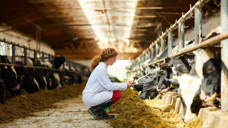 Activité agroalimentaire abattoir- minoterie- élevage intensif