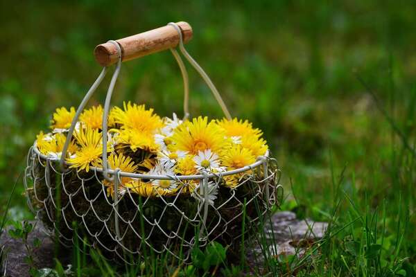 Connaissez-vous vraiment cette plante?