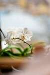 orchidee blanche seances-guidees-sophrologie-meditation-mindfulness-blois-muriel-denis
