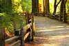 chemin forestier sophro balades meditatives conviviales foret domaniale blois muriel denis