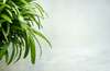 plante verte mur blanc espace entreprises qvt muriel denis blois