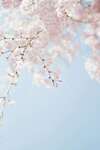 feuillages fleuris-blancs et roses-ciel bleu-meditation-pleine-conscience-mindfulness-blois-muriel-denis