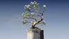 petite plante fleurie sur ciment et fond bleu-meditation-collective-mensuelle-offerte-live-zoom-blois-blog-muriel-denis