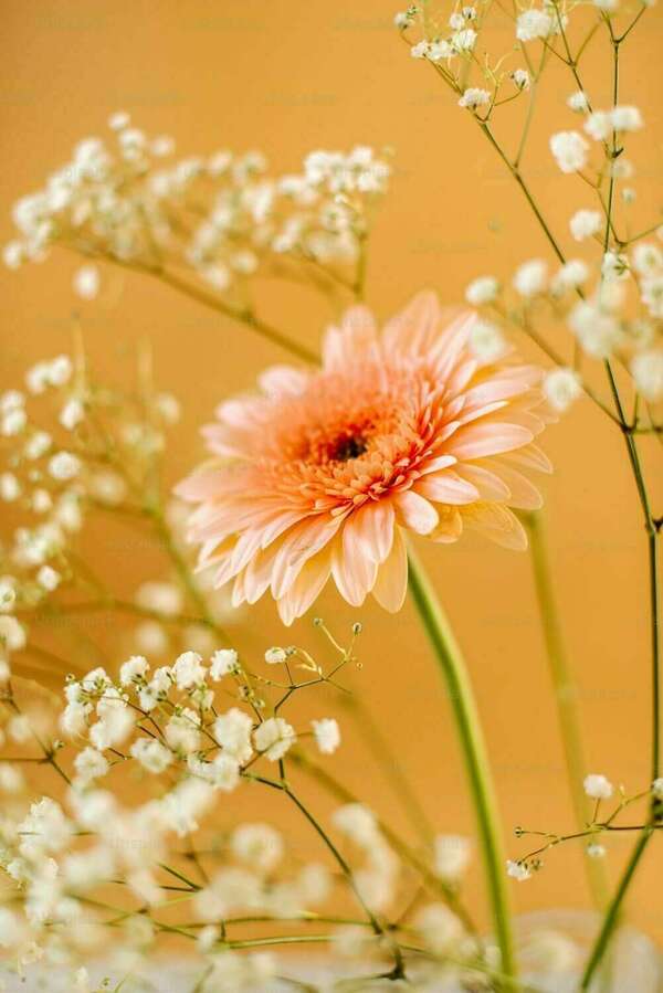 Fleurs blanches et orange sur fond marron beige blog muriel denis portes ouvertes blois septembre 2025