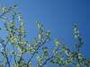 branches fleuries dans un ciel bleu pour des avis et témoignages de clients accompagnés en sophrologie hypnose meditation reiki par muriel denis en cabinet proche Blois et en visio
