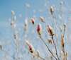 bourgeons roses ciel bleu -audio-mp3-seance sophro meditation relaxation muriel-denis-blois