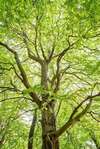 arbre feuillages-sophro-balades-meditatives-blois-muriel-denis