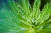 rosée sur une plante verte pour un atelier vitalite et profond ressourcement pendant l'été à blois et en distanciel
