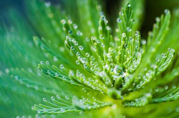 rosée sur une plante verte pour un atelier vitalite et profond ressourcement pendant l'été à blois et en distanciel