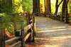 chemin forestier sophro balades meditatives conviviales foret domaniale blois muriel denis
