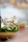 orchidee blanche ateliers thematiques blois zoom muriel-denis