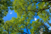 arbre tronc branches sophro balades blois muriel denis