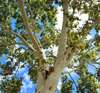 arbre et ciel-pour-des-sophro-balades-relaxation-et-meditation-blois-centre-val-de-loire
