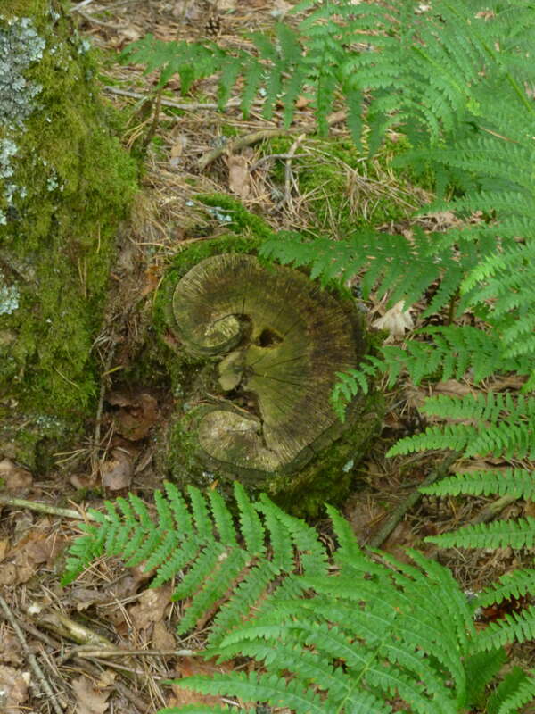 Esprits de la nature