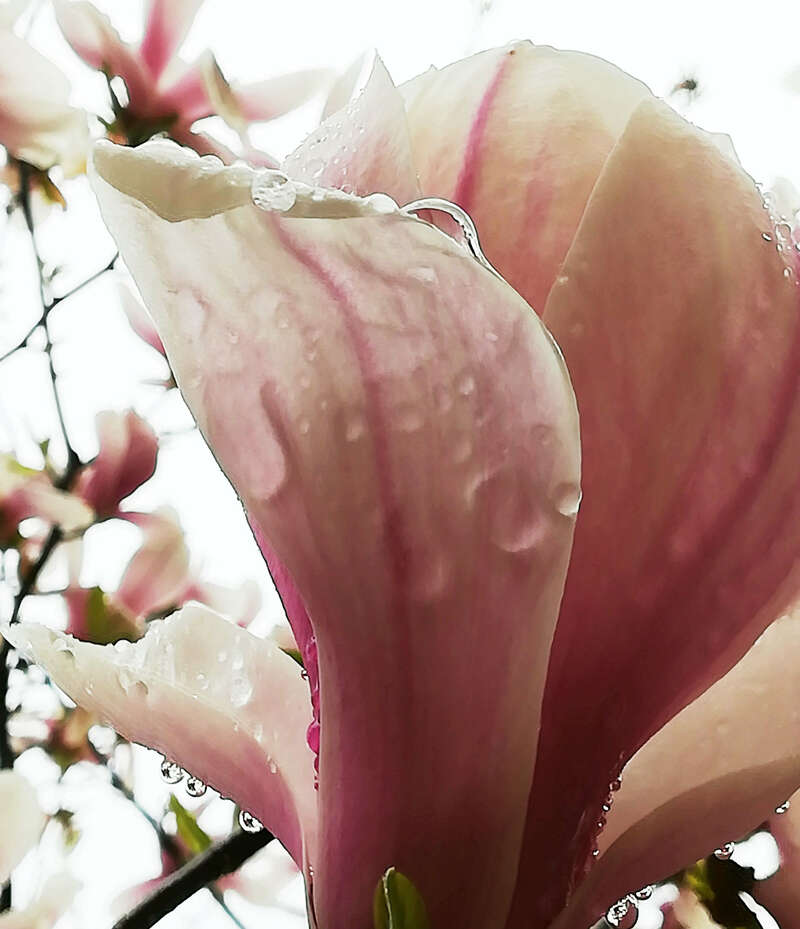 img_20190404_151043b