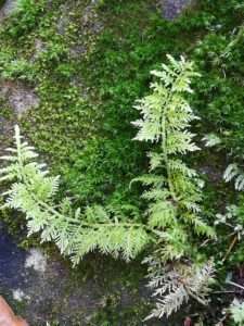 img_20190217_105833-225x300