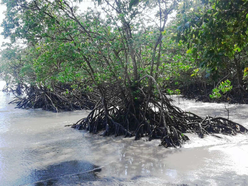 contrat-ame-racines-e1562821873613