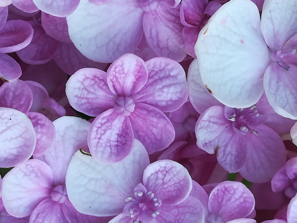 Mémoire cellulaire et loi d'attraction