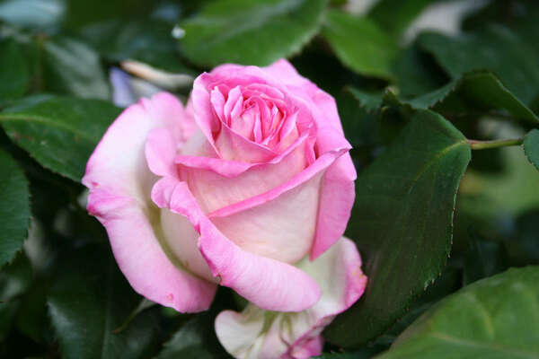 Je suis femme, reine, déesse