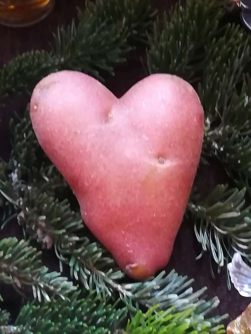 coeur_pomme_terre